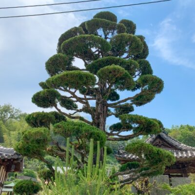 植木屋さんの選び方 (4)